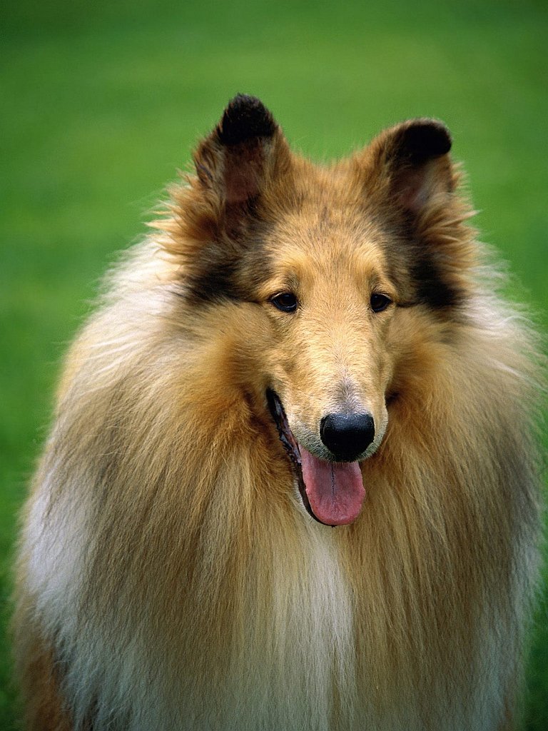 A Jolly Collie